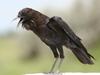 Cape Crow (Corvus capensis) - Wiki