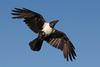 Pied Crow (Corvus albus) - Wiki