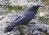 Raven (Family: Corvidae, Genus: Corvus) - Wiki
