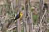 Saffron-cowled Blackbird (Xanthopsar flavus) - Wiki