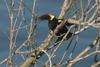 Yellow-winged Blackbird (Agelasticus thilius) - Wiki