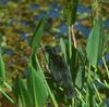 Unicoloured Blackbird (Agelasticus cyanopus) - Wiki