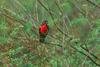 Red-breasted Blackbird (Sturnella militaris) - Wiki