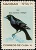 Cuban Blackbird (Dives atroviolaceus) - Wiki