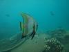 Golden Spadefish (Platax boersii), Juvenile
