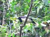 Black-chested Jay (Cyanocorax affinis) - Wiki