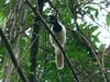 White-tailed Jay (Cyanocorax mystacalis) - Wiki