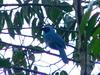 Turquoise Jay (Cyanolyca turcosa) - Wiki