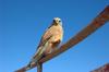 Rock Kestrel (Falco tinnunculus rupicolus)