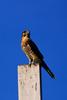 Madagascar Kestrel (Falco newtoni) - Wiki