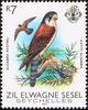 Seychelles Kestrel (Falco araea) - Wiki