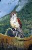 Reunion Kestrel (Falco duboisi) - Wiki