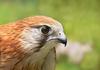 Australian or Nankeen Kestrel (Falco cenchroides) - Wiki