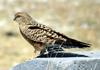 Greater Kestrel (Falco rupicoloides) - Wiki