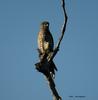 Banded Kestrel (Falco zoniventris) - Wiki