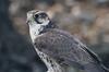 Saker Falcon (Falco cherrug) - Wiki