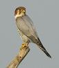 Red-necked Falcon (Falco chicquera) - Wiki