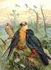 Red-footed Falcon (Falco vespertinus) - Wiki