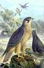 Eleonora's Falcon (Falco eleonorae) - Wiki