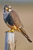 Aplomado Falcon (Falco femoralis) - Wiki