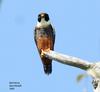 Bat Falcon (Falco rufigularis) - Wiki