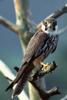 Eurasian Hobby (Falco subbuteo) - Wiki