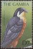 African Hobby (Falco cuvierii) - Wiki