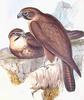 Brown Falcon (Falco berigora) - Wiki