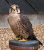 Lanner Falcon (Falco biarmicus) - Wiki