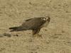 Laggar Falcon (Falco jugger), India