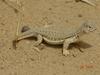 Indian spiny-tailed lizard (Uromastyx hardwickii) juvenile