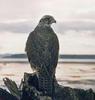 Gyrfalcon (Falco rusticolus) - Wiki