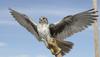 Prairie Falcon (Falco mexicanus) - Wiki