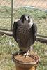 Peale's Falcon (Falco peregrinus pealei) - Wiki