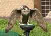 Barbary Falcon (Falco pelegrinoides) - Wiki