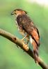 Crested Goshawk (Accipiter trivirgatus) - Wiki