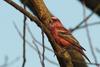 Pallas's Rosefinch (Carpodacus roseus) - Wiki