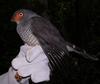 Lined Forest-falcon (Micrastur gilvicollis) - Wiki