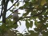 Plumbeous Forest-falcon (Micrastur plumbeus) - Wiki