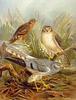 Harrier (Family: Accipitridae, Subfamily: Circinae) - Wiki