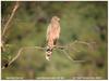 Spotted Harrier (Circus assimilis) - Wiki
