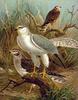 Pallid Harrier (Circus macrourus) - Wiki
