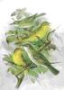 Tree Warbler (Family: Acrocephalidae, Genus: Hippolais) - Wiki