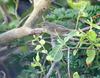 Sykes's Warbler (Hippolais rama)