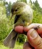 Melodious Warbler (Hippolais polyglotta) - Wiki