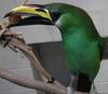 Emerald Toucanet (Aulacorhynchus prasinus) - Wiki