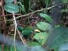Emerald Toucanet (Aulacorhynchus prasinus)