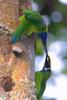 Emerald Toucanets (Aulacorhynchus prasinus) sharing food
