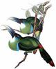 Blue-banded Toucanet (Aulacorhynchus coeruleicinctis) - Wiki
