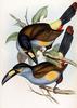 Mountain Toucan (Genus: Andigena) - Wiki